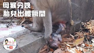 The whole process of the mother monkey giving birth, ravaging, and killing the baby monkey