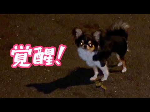 「雨降る深夜の公園で覚醒するチワワ」VS「びしょ濡れで早く帰りたい飼い主」の攻防戦！