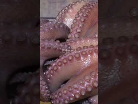 Dive into the  world of Octopuses #OctopusFacts #MarineBiology #OceanMysteries #SmartCreatures