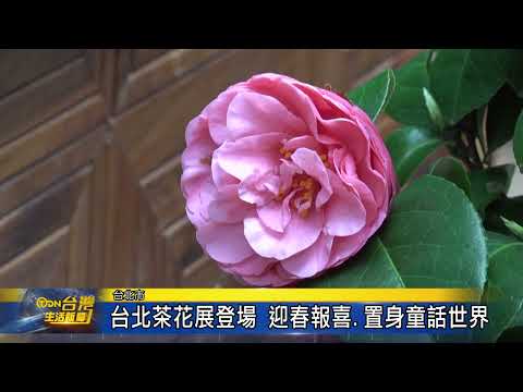 台北茶花展登場 迎春報喜 置身童話世界