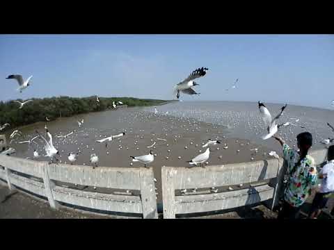 Sea Gull feeding at Bang Pu Resort