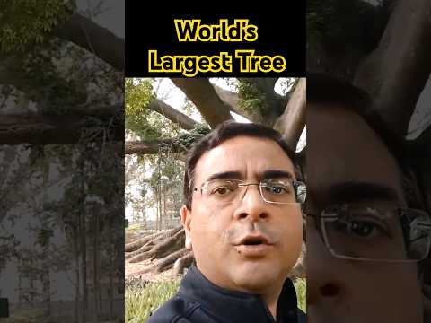 World Record वाला वृक्ष | #kotacoaching #prasir #motionkota