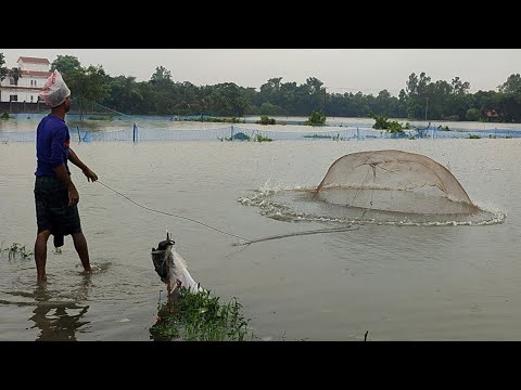 Amazing rainy day cast net fishing skills |  traditional cast net fishing in road