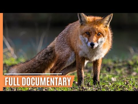 Wildlife in Unexpected Places - Foxes in Urban Environments | Full Documentary