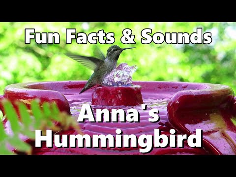 Anna's Hummingbird Fun FACTS and SOUNDS