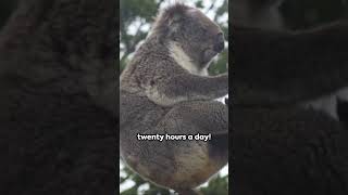 Resilience Unleashed: The Heartwarming Journey of a Koala's Triumph Over Adversity