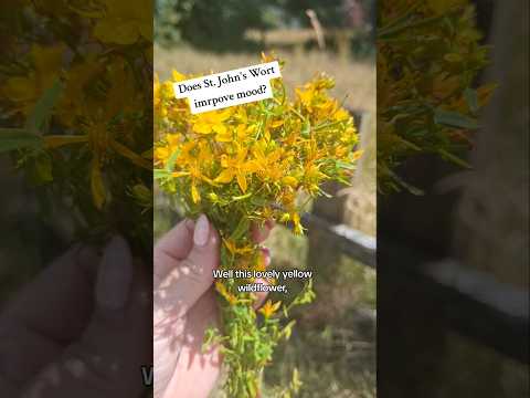 Does St. John's Wort Improve Mood?