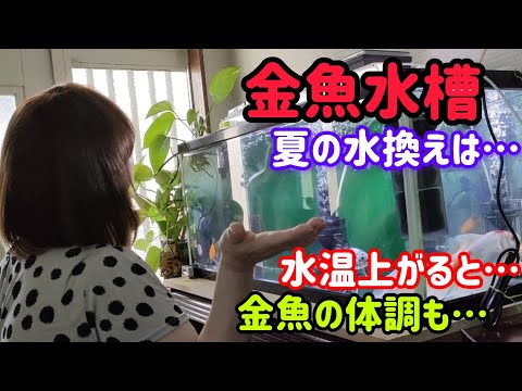 [金魚]　[夏の水変え]　玄関の長物水槽　この暑さで水槽の水温30度まで上がるようになりました💦　金魚達に異変が…#goidfish