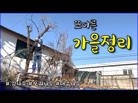 감나무, 모과나무 가지 정리, 시골브이로그, 시골집, 전원주택 / countryside, gardening