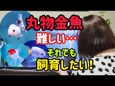 [金魚]　丸物金魚は手がかかる💦金魚飼育は甘く無い…でも懲りないんです！金魚の魅力に…#goidfish