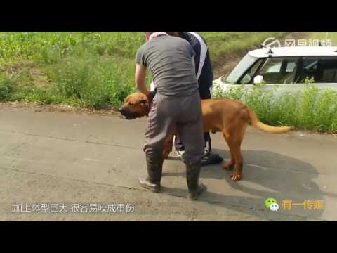 世界上最凶猛的犬种：中国藏獒居然没有上榜！