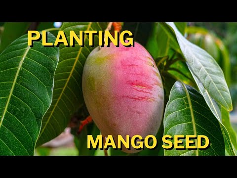 How to germinate a Mango seed!!!! | pt 1