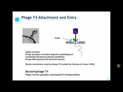 Viruses and SARS-CoV-2 ABT