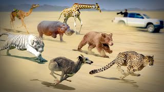 100 Fastest Animals On This Planet