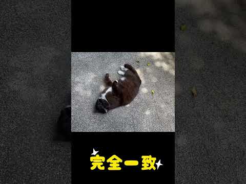 野良猫も家猫もやる気レベルは同じなのだ　#shorts #猫 #保護猫