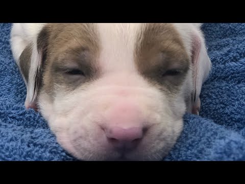 2wk old adorable Pitbull puppy