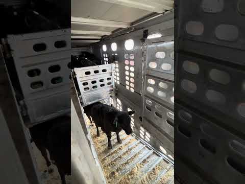 Loading Calves 4 #cow #calf #cattle #trucker