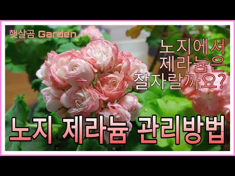 노지에서 제라늄 관리방법 ㅣ How to grow pelargoniums at outside.