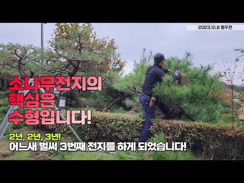 소나무전지의 핵심은 수형입니다! 2년, 2년, 3년! 어느새 3번째 전지를 하게 되었습니다!