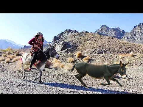 Village Lifestyle Iran | Amazing Donkey Riding by Village Girl