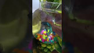 #bettafish #bettaindonesia #bowl #moneyplant #bluebetta#pebblesona #subscribe #like #share