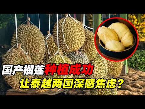 中国榴莲种植成功，让泰越两国深感焦虑，以后高价榴莲往哪卖？