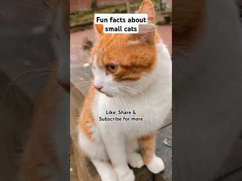 Amazing fun facts about small cats!  #animals #nature #pets #cat #catlover