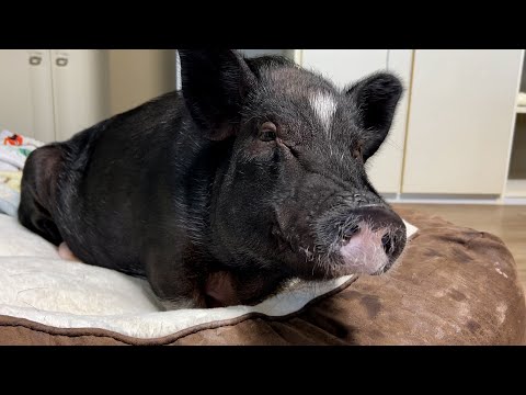 【Mom is in the hospital】 Dad is the only one who can take care of the pig.