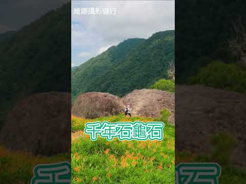 赤科山金針花目前滿開中 #旅行