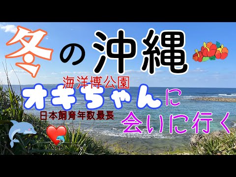 冬の沖縄〜おきちゃんに会いに行く