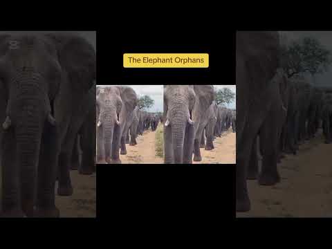 The Elephant Orphans