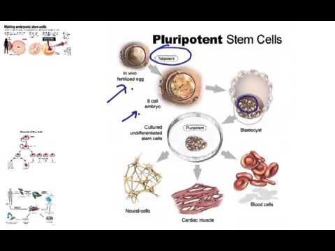 Stem Cells