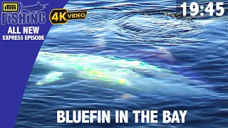 Giant Bluefin Tuna In The Bay - ITM Fishing Express Episode 4K