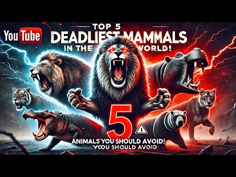 "Top 5 Deadliest Mammals in the World! 🦁 Animals You Should Avoid!"