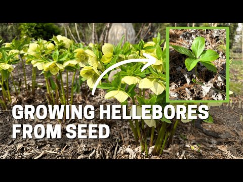 How I Grow Hellebores from Seed - Spring is the Perfect Time to Find Seedlings