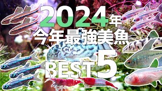 2024年版!!今年最強美魚＆珍魚BEST5!! #625【アクアリウム】