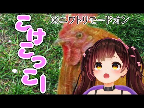 【JP & EN subs】Roboco's Chicken Mode Seems Well-made