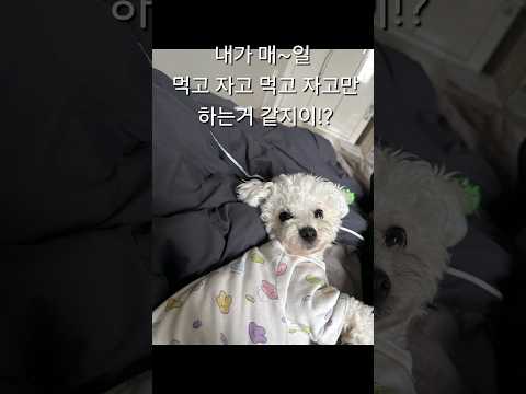 바쁘다바빠! 멍멍이의 삶 #반려견 #dog #cute #백수  #칠백 #푸숑 #비숑 #쇼츠 #shorts