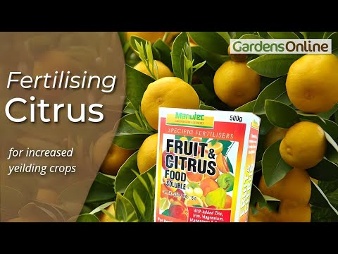 Fruit and Citrus Food - Manutec