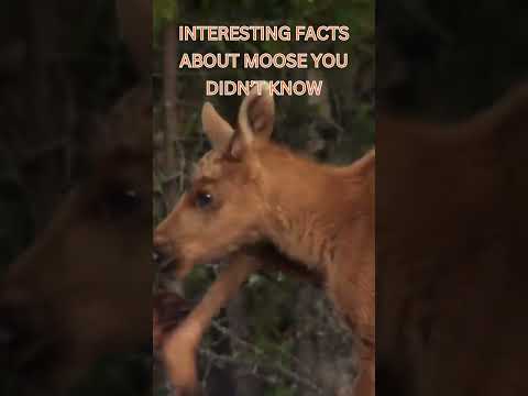 Interesting Facts About Moose You Didn't Know #wildlife #documentarychannel