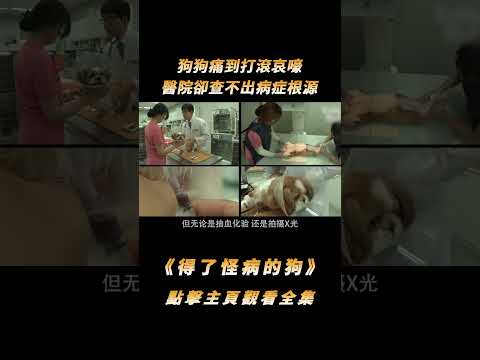 狗狗痛到打滾哀嚎，醫院卻查不出病症根源，直到主人在家裝了監控#shorts