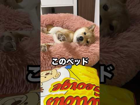 成長していない様に見える大きさ。　#shorts #柴犬 #犬 #ベッド #赤血球