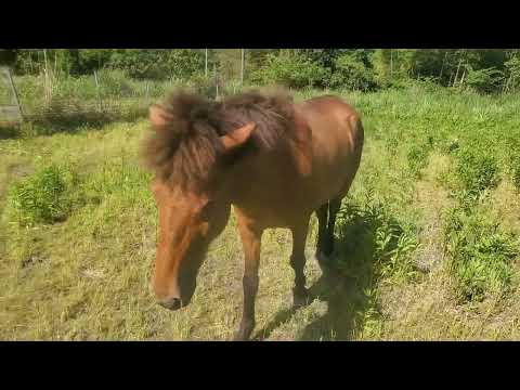 おいでしたら来る馬