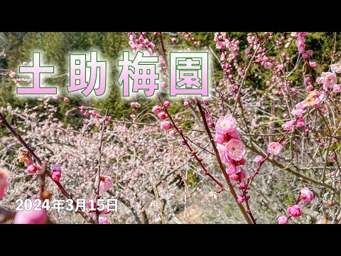 土助梅園 2024年3月15日