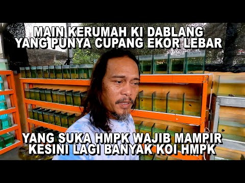 KI DABLANG YANG PUNYA CUPANG EKOR LEBAR