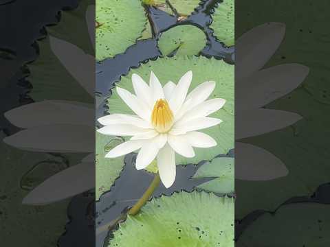 Lotus pond