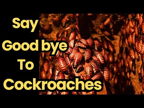 10 Proven Strategies for Getting Rid of Cockroaches in Your House #PestControl