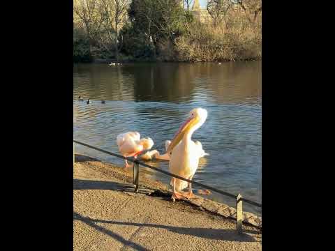 St. James Park London #shortvideo #birds