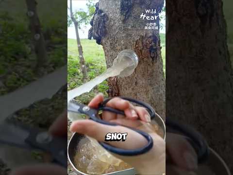 Harvesting Tree Snot