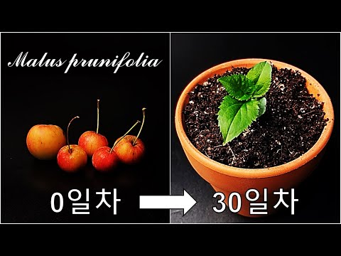 꽃사과를 키우는 간단한 방법｜꽃사과 키우기｜나만의 꽃사과나무 키우기｜꽃사과 씨앗 발아｜How to grow #70 Crab Apple